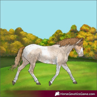 Horse Color:Red Roan Pearl Tobiano Frame 