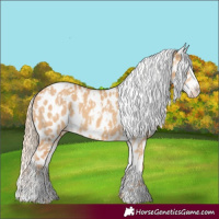 Horse Color:Red Dun Appaloosa  and Red Dun Appaloosa 