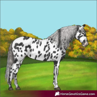 Horse Color:Black Appaloosa 