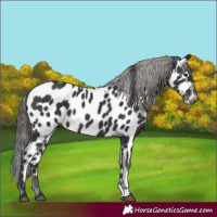 Horse Color:Black Appaloosa
