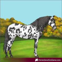 Horse Color:Black Leopard