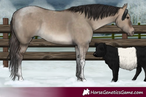 Horse Color:Brown Dun Tobiano Rabicano 
