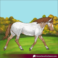 Horse Color:Red Dun Near Fewspot Rabicano 