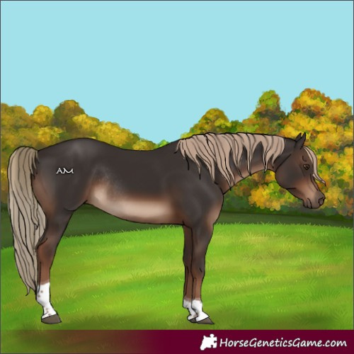 Horse Color:Liver Chestnut Tobiano Rabicano
