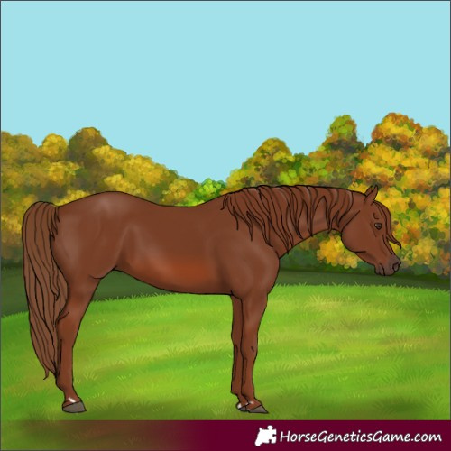 Horse Color:Chestnut 