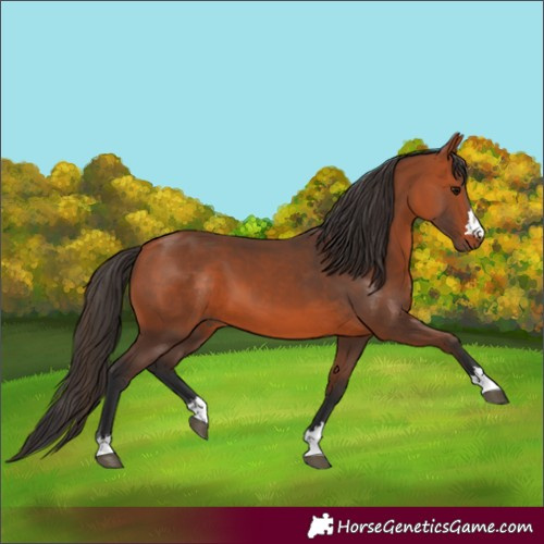 Horse Color:Bay 