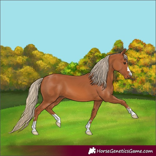 Horse Color:Chestnut 