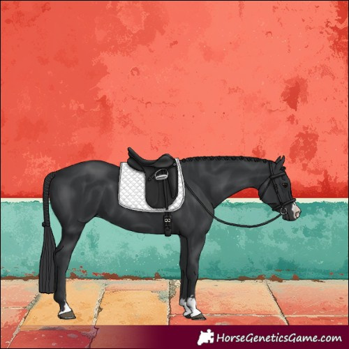 Horse Color:Black 