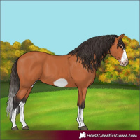 Horse Color:Bay Splash Frame 