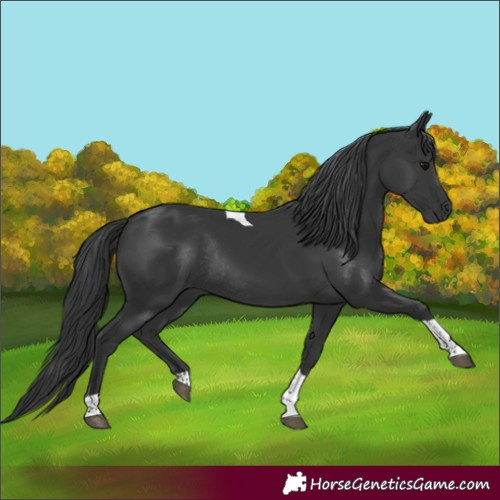 Horse Color:Black Tobiano Rabicano 