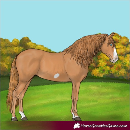 Horse Color:Chestnut Splash Frame 