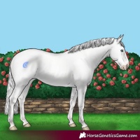 Horse Color:Silver Perlino Dun 