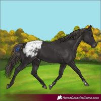 Horse Color:Smoky Black Appaloosa 