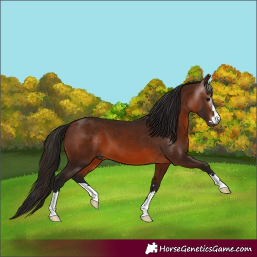 Horse Color:Gray Bay 