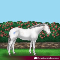 Horse Color:White Spotted Bay Splash  and White Spotted Bay Splash 