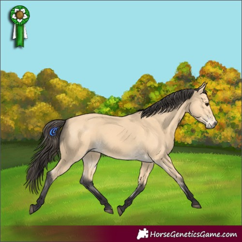 Horse Color:Buckskin 