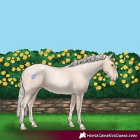 Horse Color:Gold Cream Champagne Pearl