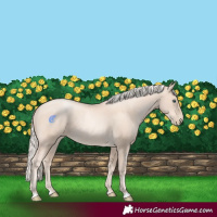 Horse Color:Gold Cream Champagne Pearl 