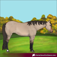Horse Color:Bay Dun