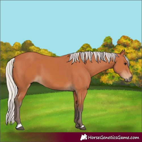 Horse Color:Silver Bay 