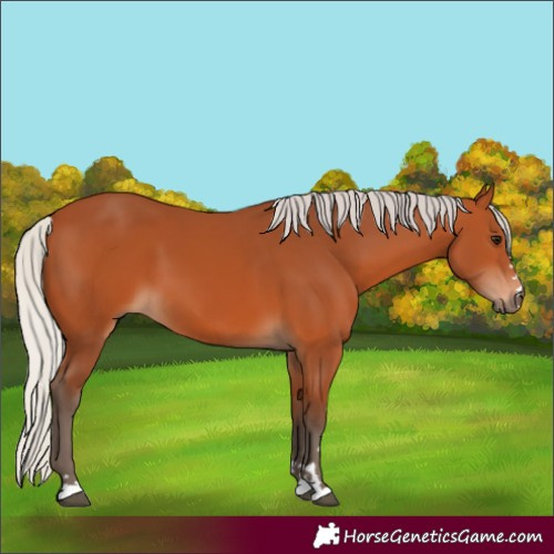 Horse Color:Silver Bay 