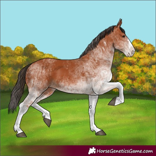 Horse Color:White Spotted Bay Splash and White Spotted Bay Splash