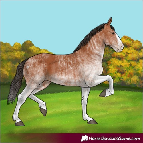 Horse Color:White Spotted Bay Splash and White Spotted Bay Splash