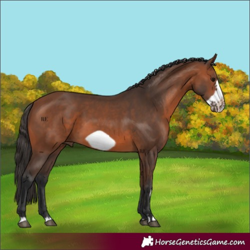 Horse Color:Bay Frame