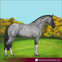 Horse Color:Blue Roan Tobiano 