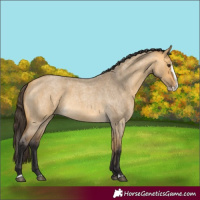 Horse Color:Buckskin Roan Dun Splash 