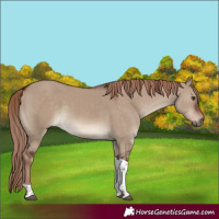Horse Color:Liver Red Dun Tobiano Rabicano 