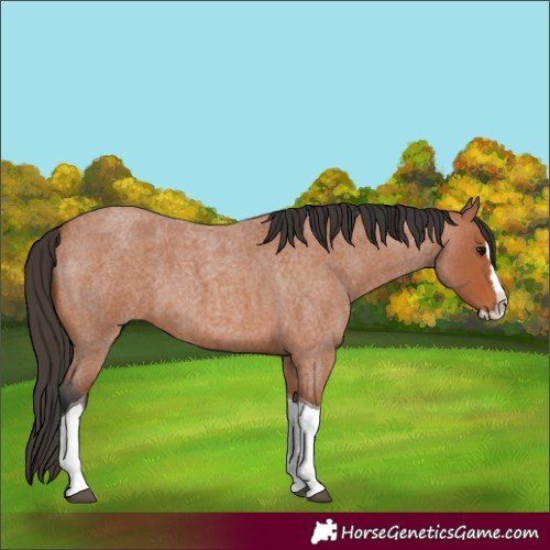 Horse Color:Bay Roan Splash Tobiano 