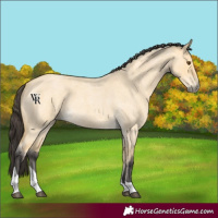 Horse Color:Buckskin Roan Dun Tobiano 