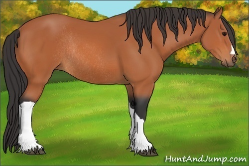 Horse Color:Bay Rabicano 
