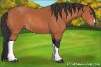Horse Color:Bay Rabicano 