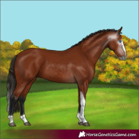 Horse Color:Gray Bay Splash Tobiano
