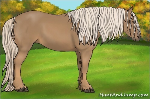 Horse Color:Palomino 