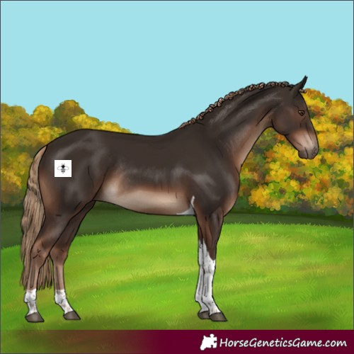 Horse Color:Liver Chestnut Tobiano Rabicano 