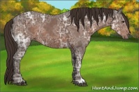 Horse Color:Liver Chestnut Ice 