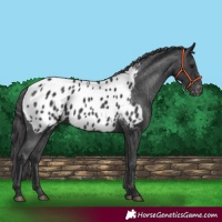 Horse Color:Black Appaloosa 