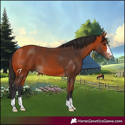 Horse Color:Bay 