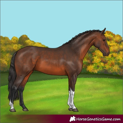 Horse Color:Brown Tobiano 