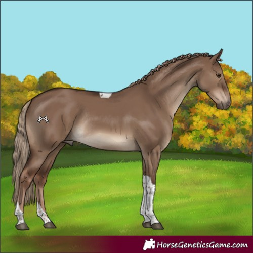 Horse Color:Liver Red Dun Tobiano Rabicano 