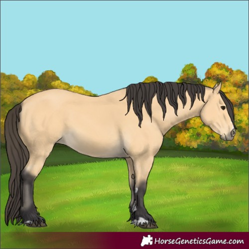 Horse Color:Buckskin 