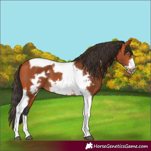 Horse Color:Unknown 