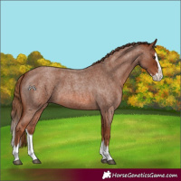 Horse Color:Red Roan Splash 