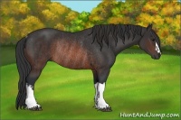 Horse Color:Brown Rabicano  and Brown Rabicano 