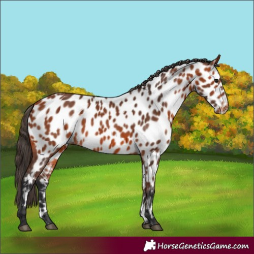 Horse Color:Bay Near Leopard