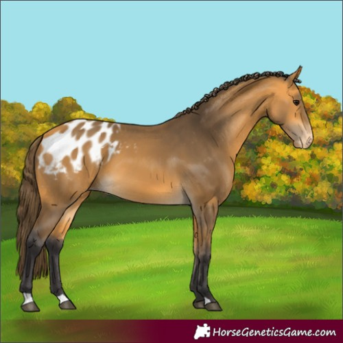 Horse Color:Buckskin Appaloosa