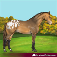 Horse Color:Buckskin Appaloosa 